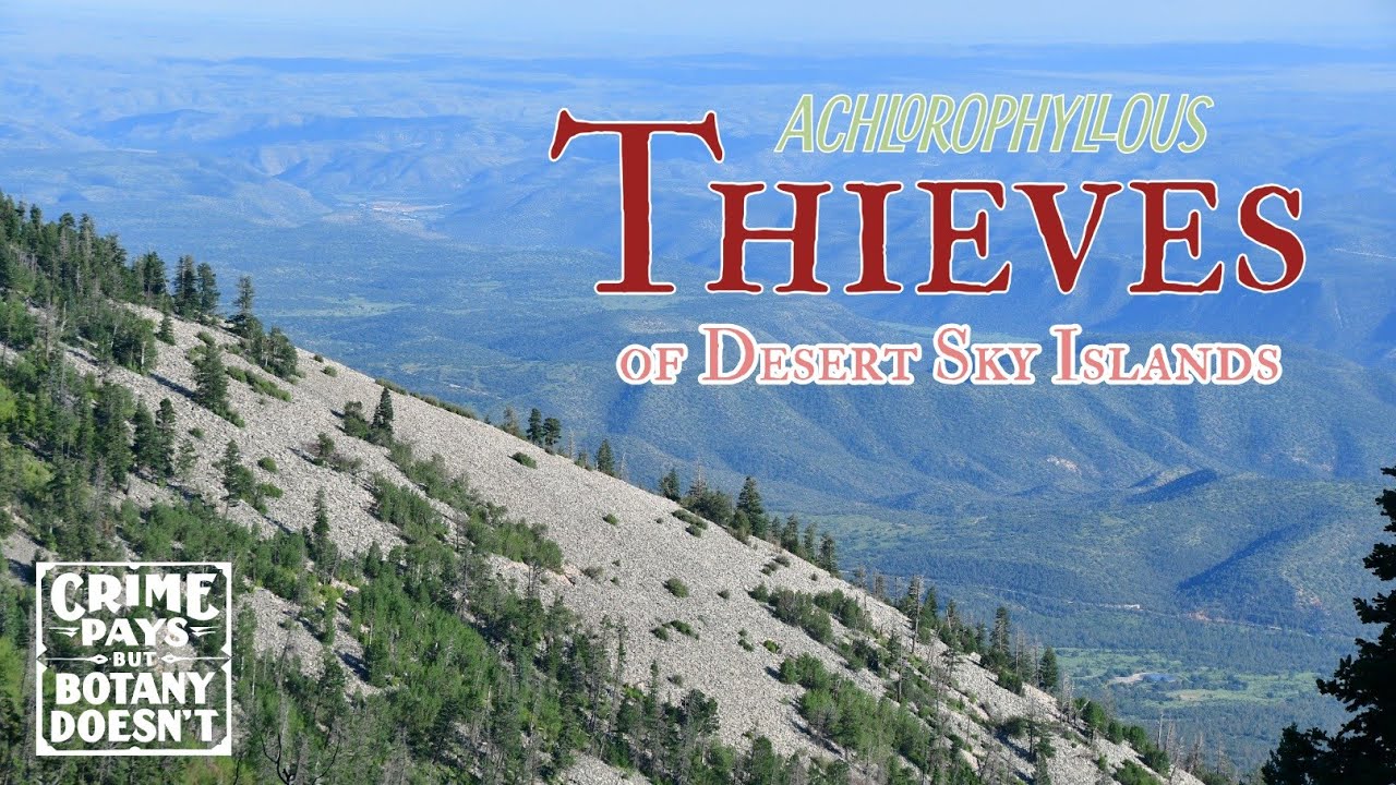 Sky Island Thieves of Mycorrhizae