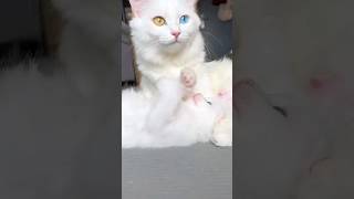 أجمل قطة في العالم خلودة رانو_هوم شفا cat shorts subscribe like