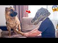 Funny animals pets that got the wrong idea   pets island