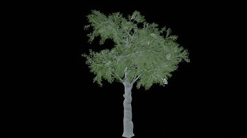 Realistic white Oak tree - game ready low poly 