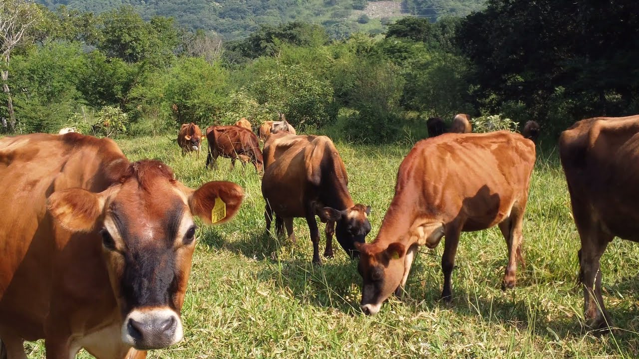 JERSEY.. Rancho LOS FLAMBOYANES.. Villaflores.. Chiapas.. MX...