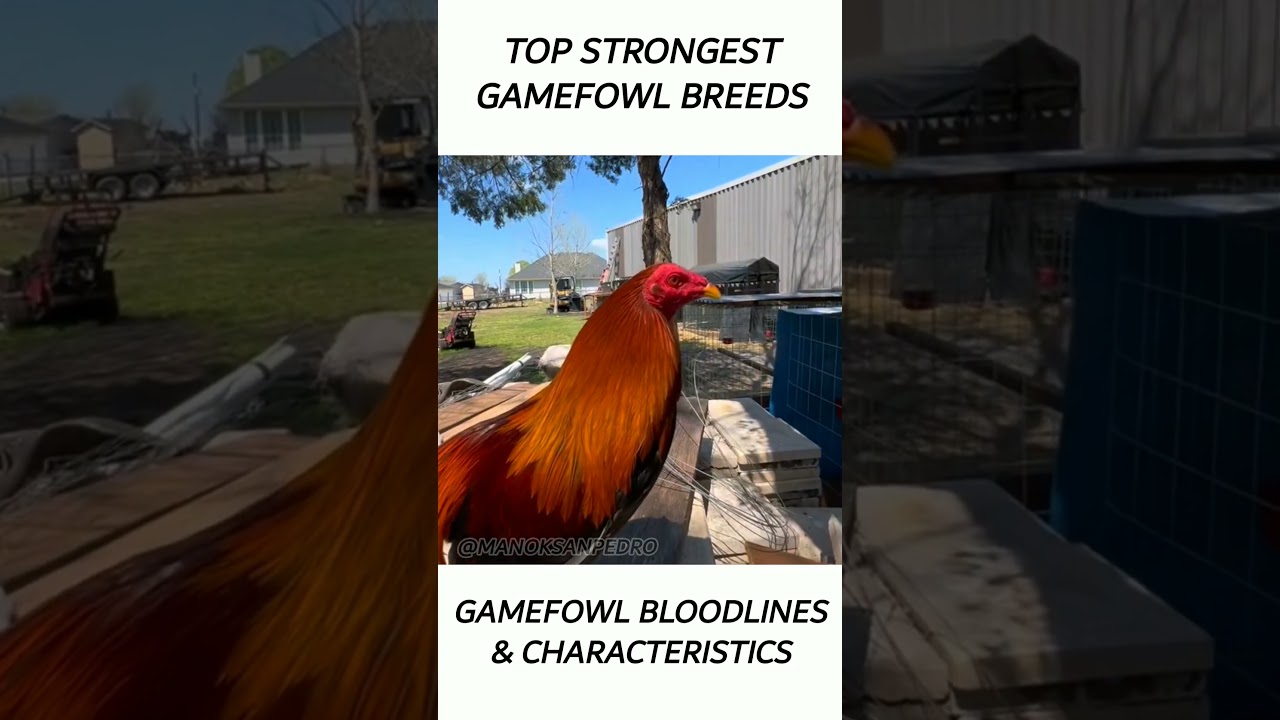 Top Gamefowl of the year 2024 