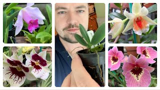 SHOPPING THE LYMAN ESTATE ORCHID SALE!