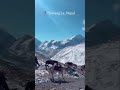 Thorong La Pass at 5,416m.Highest Trek on Earth | Annapurna Circuit#travelagency #travel #nature