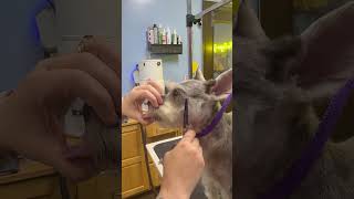 How I do a pet schnauzer face trim #doggroomingtips