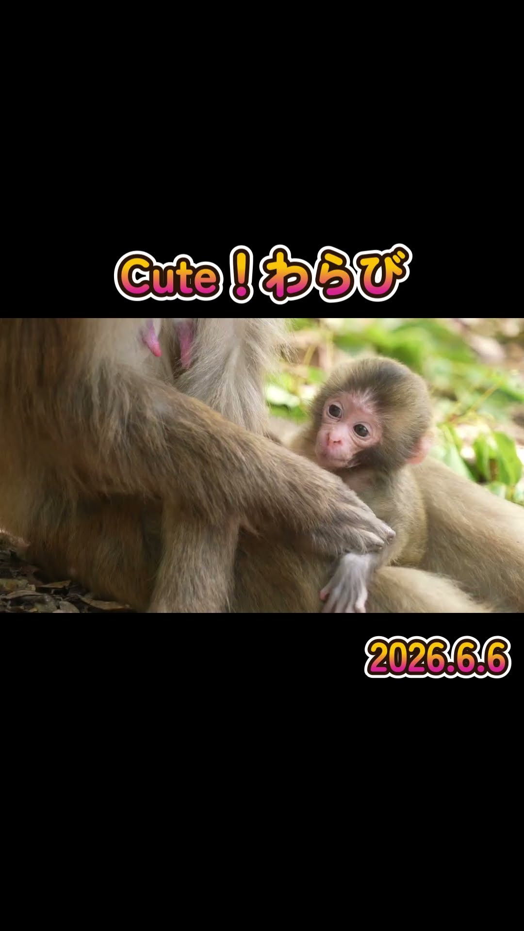 Cute！わらび 2026.6.6 #monkey #赤ちゃん #shorts - YouTube