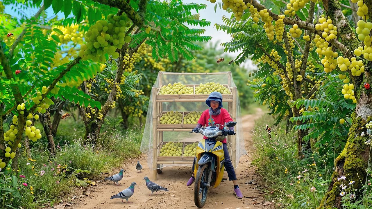 Harvest A Truckload Of Star Gooseberry To Sell At The Market – Make Star Gooseberry Jam