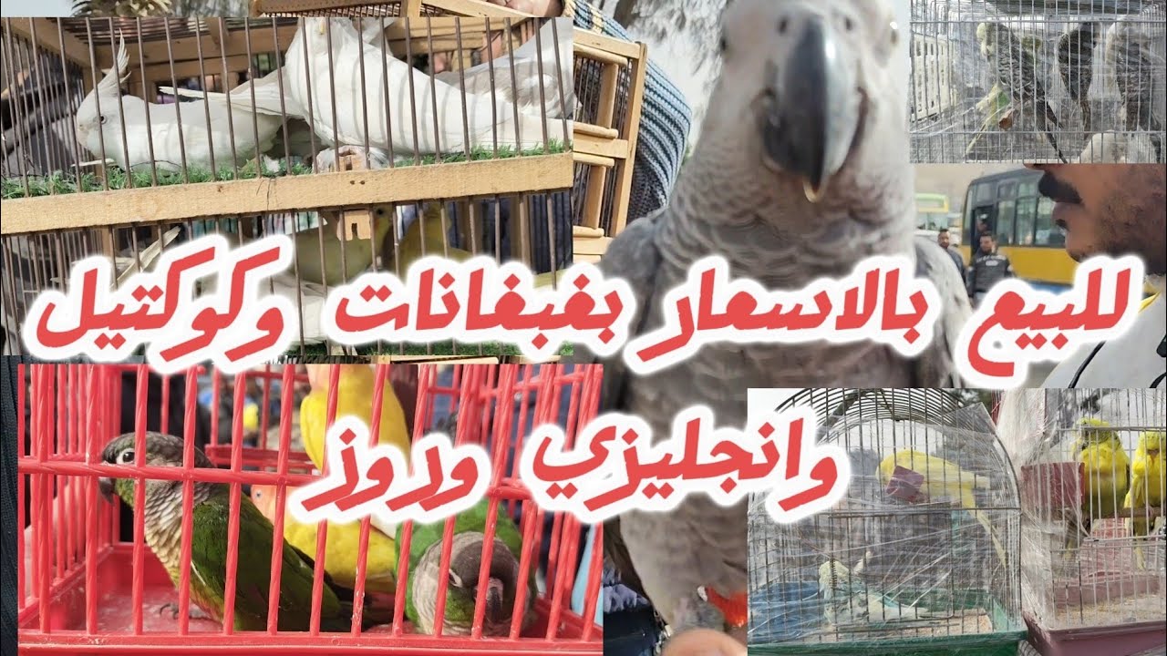 بأسعار مميزه للمشتركين بالقناة بغبغانات وعصافير من قلب السوق  