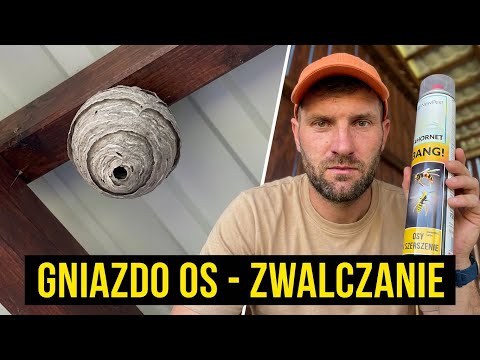 STEP-BY-STEP WASP NEST REMOVAL