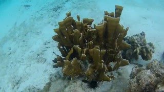 Grand Cayman: Rum Point and Starfish Point | Cruise Ship Port | Snorkeling DIY | What to Do