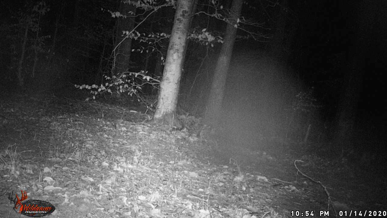 Trail Cam 3 YouTube