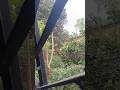 गांव की असली शांति 😍 | दिल को सुकून देने वाला नज़ारा 🌿 #shorts #गांव #nature #सुकून#viralshorts