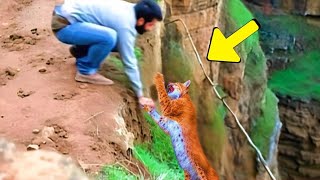 Мужчина спас беременную рысь на скале, а затем произошло что-то шокирующее!