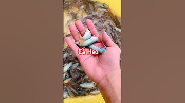 ✅ Cá Heo Giống chất lượng giá tốt Miền Tây (Hồng Ngự, Đồng Tháp) 0913778436 #giathuysan #caheo #gts