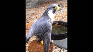 Peregrine Falcon Wing Flap