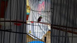 isian pitik kecempit 😅 #kicaumania #kicaumaniaindonesia #kicaumanianusantara #konin #kolibrininja