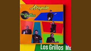 Miniatura de vídeo de "Los Grillos Mx - Voca 1"