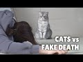 Cats vs Fake Death