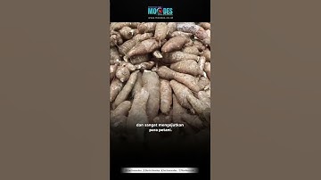 Petani Singkong di Desa Jukung Rembang Menjerit, Harga Anjlok Drastis