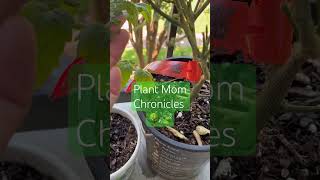 I’m a new plant mom and learning as I go #plants #shorts #gardening #foryou #love