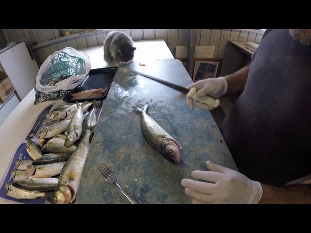 how to fillet Australian salmon and the best way to freeze it. 