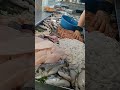 محل السمك لقابوياوا جميع انواع الاسماك