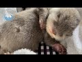 カワウソが新居にて、なぞのイチャイチャ　Otters had a mysterious expression of affection!