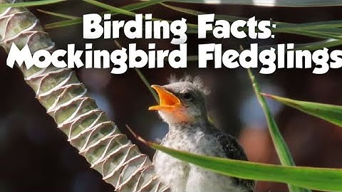 Baby Mockingbirds Documentary Egg to Fledglings