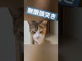 ドリル頭突き猫