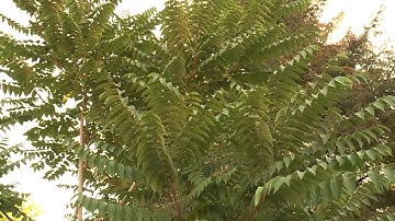 What people should do about the Tree of Heaven