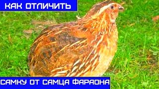 Содержание перепелов: как отличить самца от самки