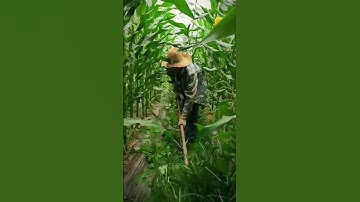 A simple smart tool that is useful for cleaning weeds in corn field areas #shorts
