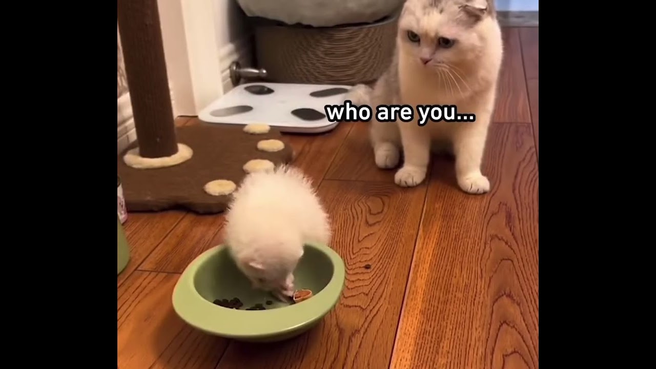 Cute Cat thinks sleepy ferret friend was dead