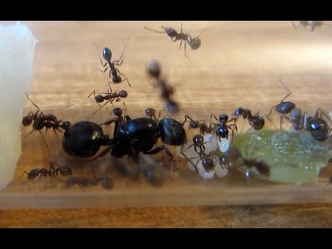 Вопрос: Как у муравьев получаются рабочие, солдаты или королевы?