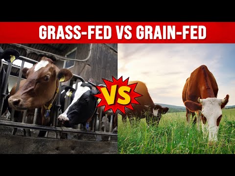 Video: Hoeveel vet is in gras gevoer beesvleis?