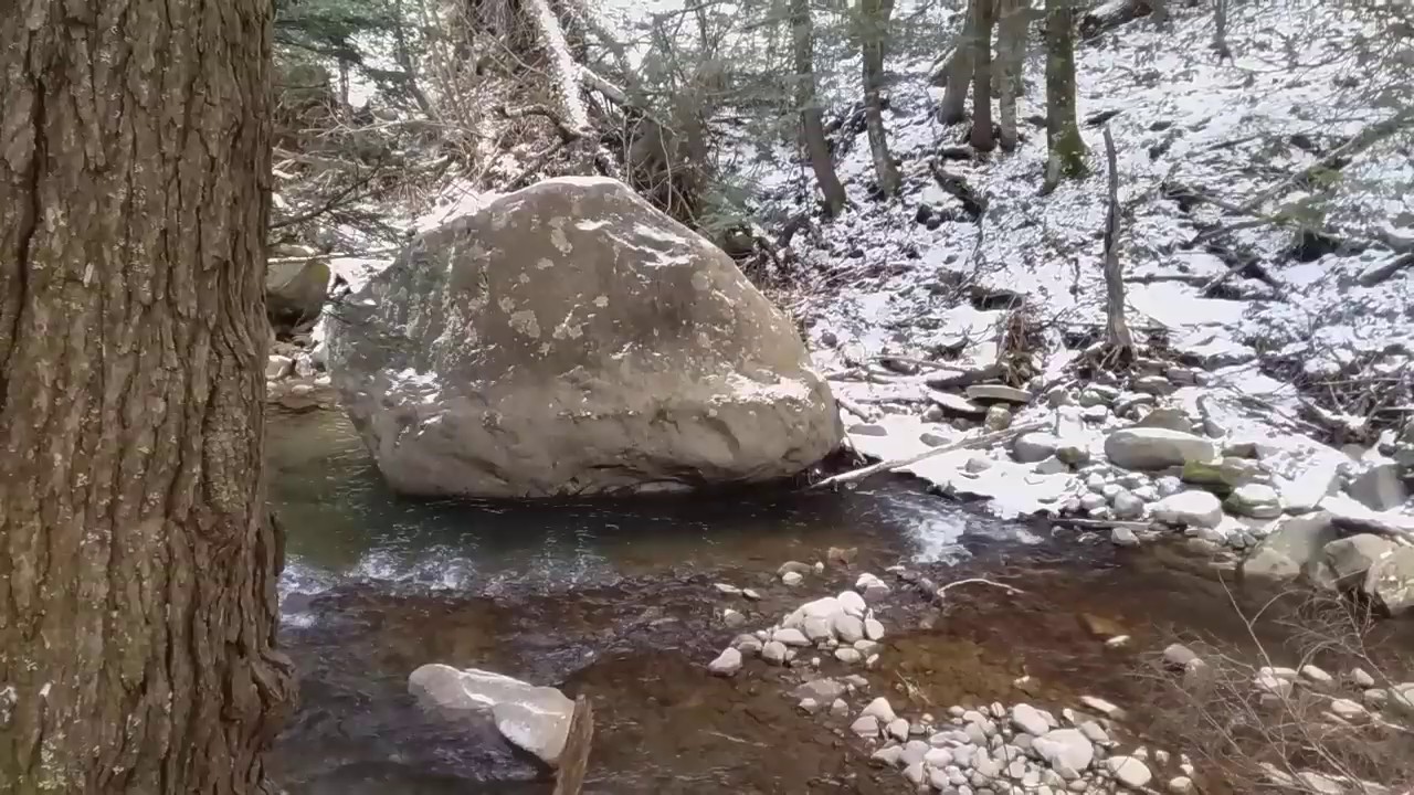 Eastern Hemlock bark and habitat
