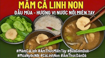 Bữa Cơm Mắm Cá Linh Non Đầu Mùa Ăn Sạch Với Cơm Nóng – Hương Vị Nước Nổi Miền Tây| HUNG PHAN TV