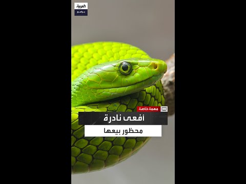 نادر ويحظر بيعه كيف أصبح ثعبان الشجر الأخضر هدف ا لم هربي الزواحف