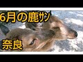 奈良【6月の鹿ｻﾝ】癒しの仲良し鹿ｻﾝ🤗
