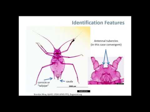 Understanding and Managing Aphids | BASF