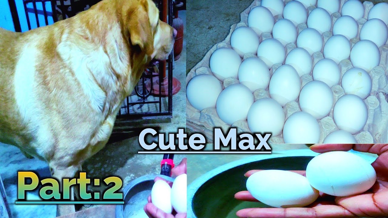 Labrador dog eating eggs and bread🤤Aaj to bahut maje me hai max eating food 