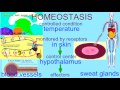 Maintaining Homeostasis: The Role of Temperature Regulation in the Human Body