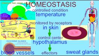 HOMEOSTASIS TEMPERATURE REGULATION