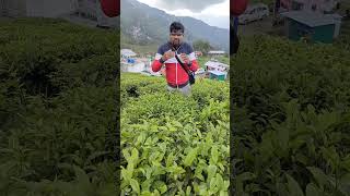 Darjeeling Tea का Secret Flavor 🌿Tea Lovers Must Know ☕