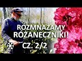 Rozmnażanie różaneczników przez odkłady? cz.2