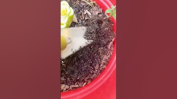 Grow 3 foot Celery from store bought! #shorts #shorts28