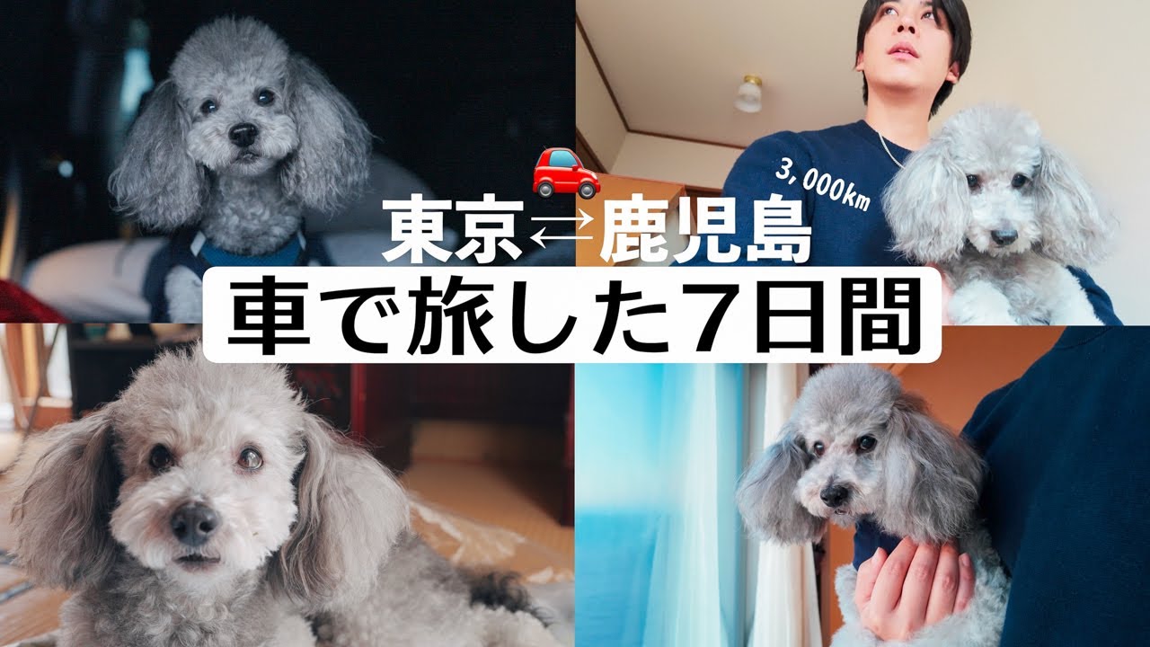🐶【総集編】愛犬と車で旅した幸せな7日間 東京⇄鹿児島3,000kmの珍道中