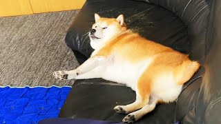 無関心を装うも本当は外出しそうな飼い主が気になって仕方ない柴犬
