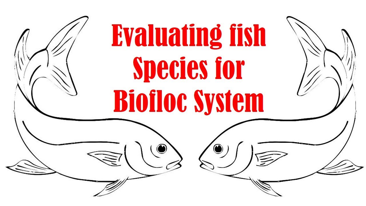 Evaluating fish species for Biofloc system - YouTube