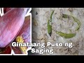 Ginataang Puso ng Saging- Tamang Paraan ng Pag gulay (turn on english subtitles/caption)